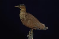 藏品(黑冠麻鷺)的圖片